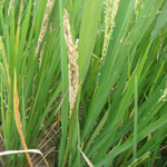 Distorted panicle with white mycelium and conidia